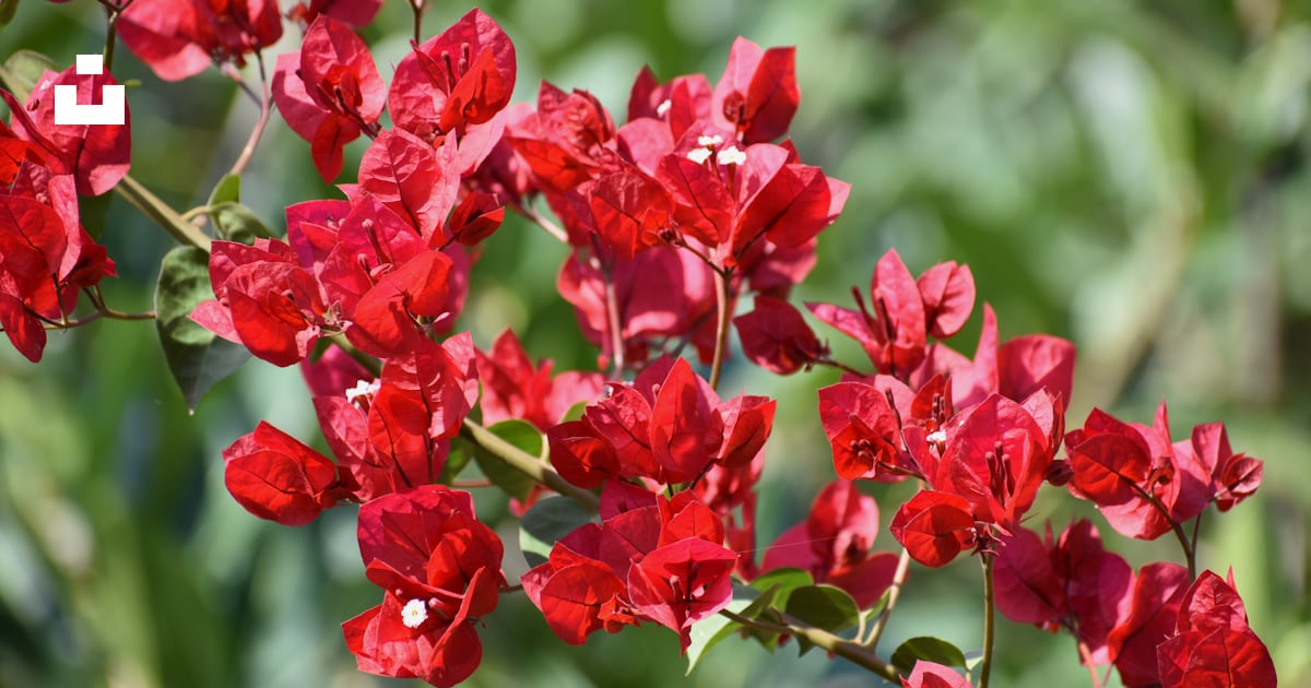 Un bouquet de fleurs rouges qui sont dans l’herbe photo – Photo Fleur ...