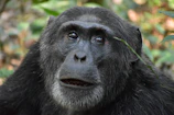 A close-up of a rescued chimpanzee resting peacefully on a tree branch in the zoo.