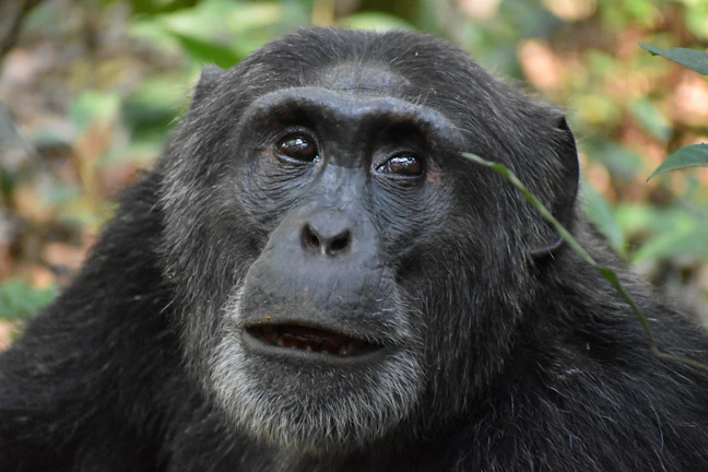 A close-up of a rescued chimpanzee resting peacefully on a tree branch in the zoo.