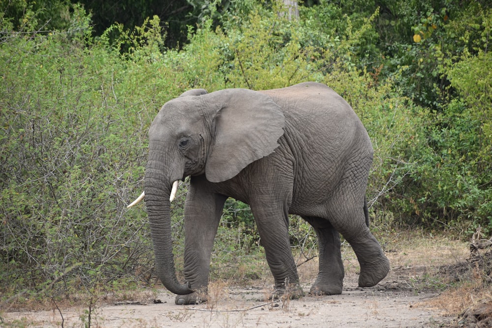 an elephant is walking through the brush