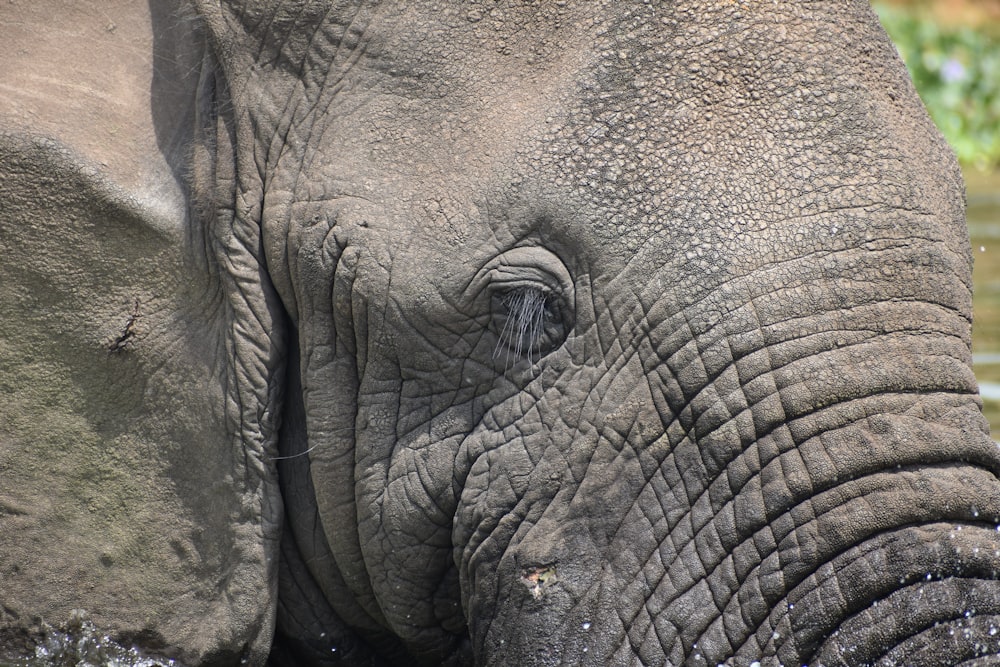 a close up of an elephant in the water