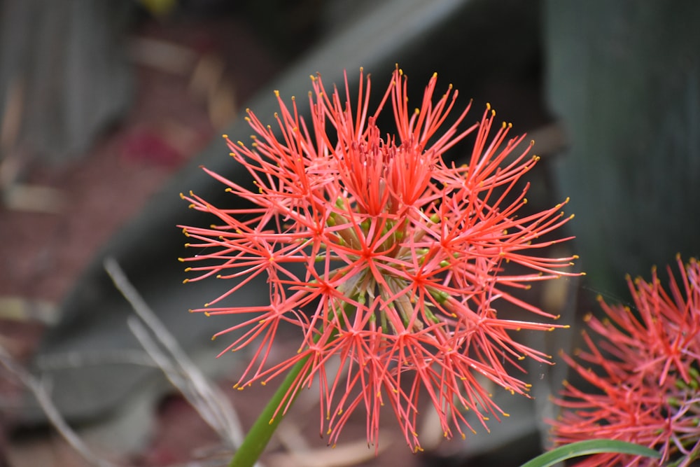 a close up of a red flower on a plant