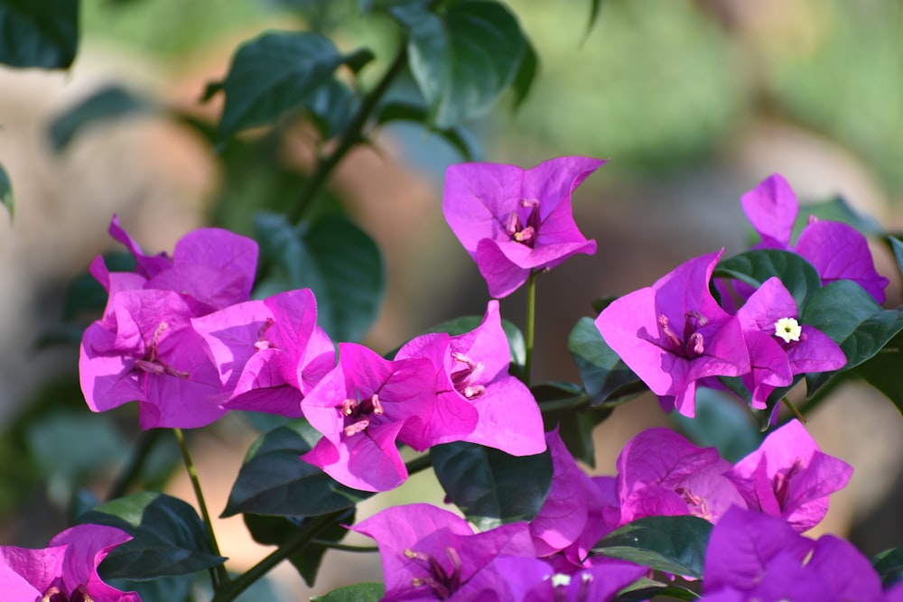 a bunch of purple flowers with green leaves