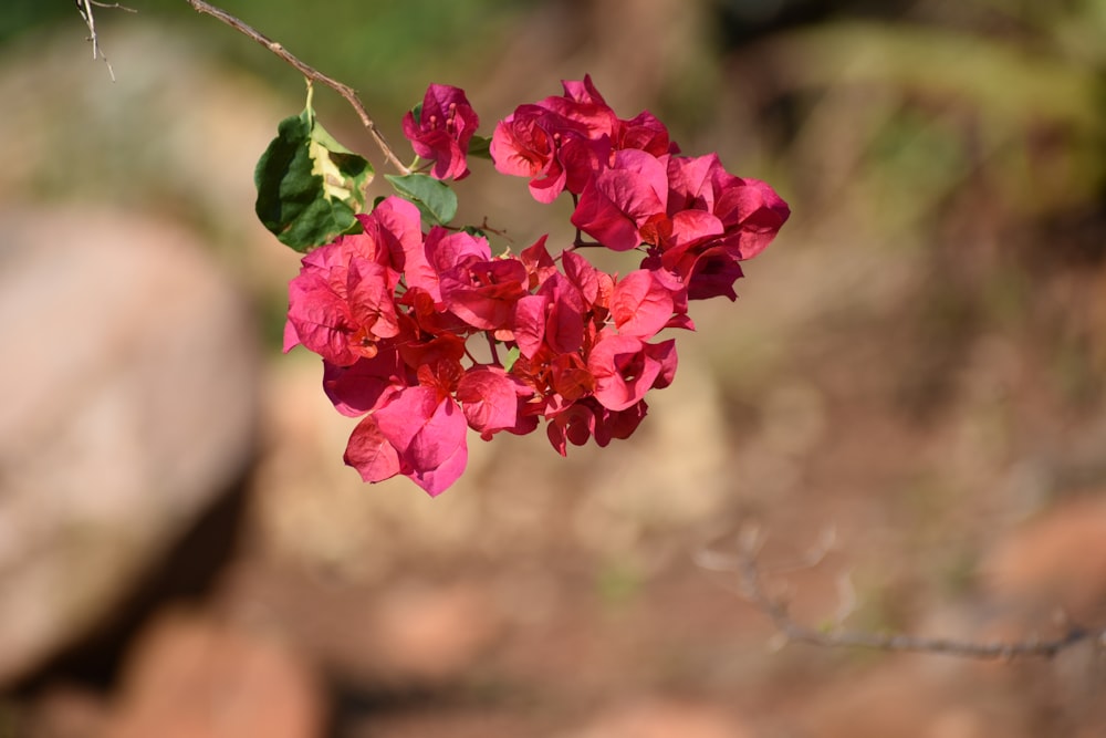 a close up of a pink flower on a branch