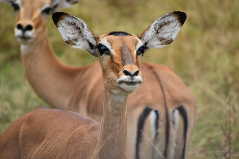 a couple of gazelle standing next to each other
