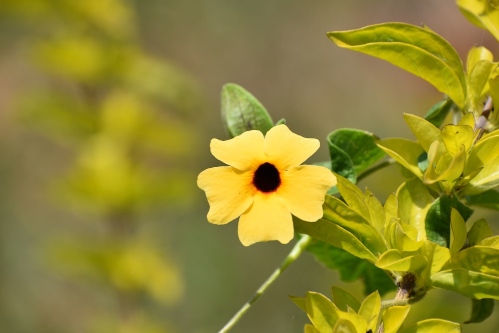 a yellow flower with a black center sitting on top of green leaves