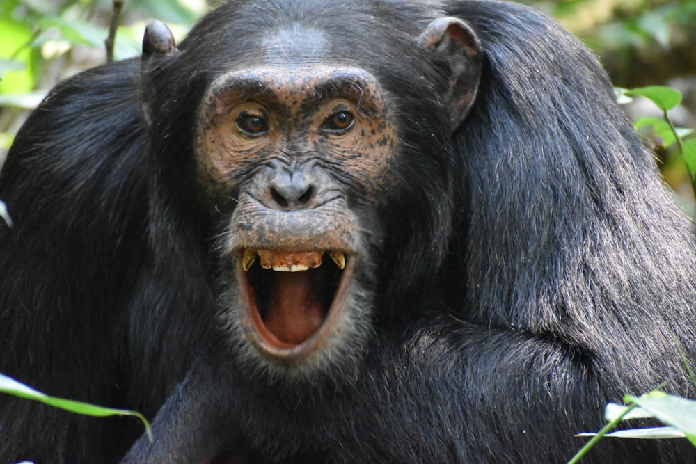 a close up of a monkey with its mouth open