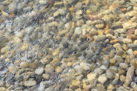 A close-up view of a shallow riverbed under clear water, showcasing a variety of small, smooth stones in different shades and textures. The water surface creates gentle ripples and reflections, adding a dynamic element to the otherwise tranquil scene.