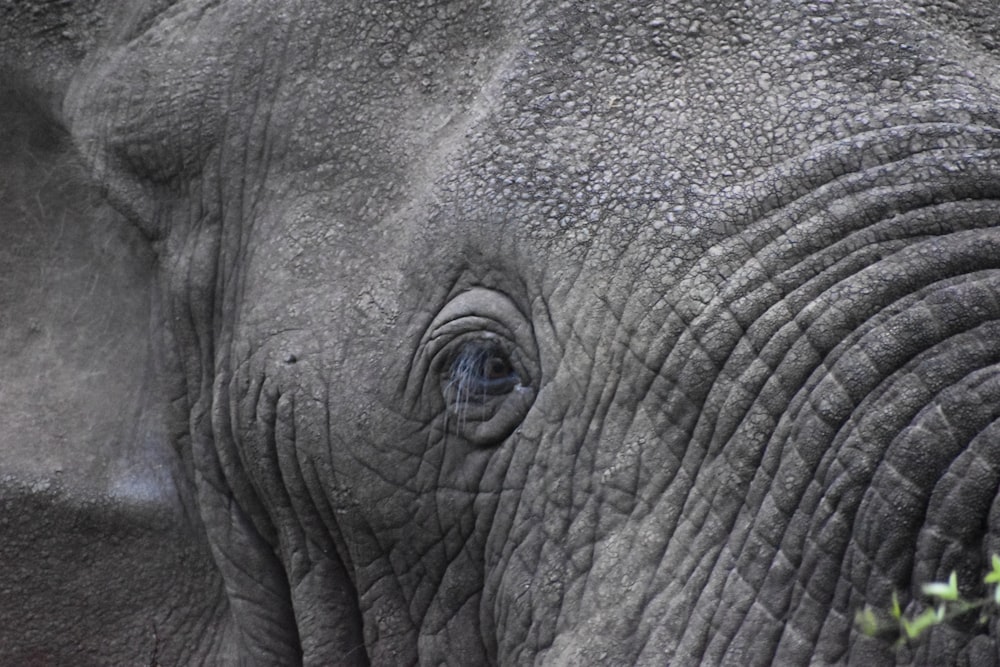 a close up of an elephant's face and trunk