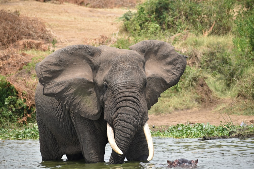 an elephant standing in a body of water