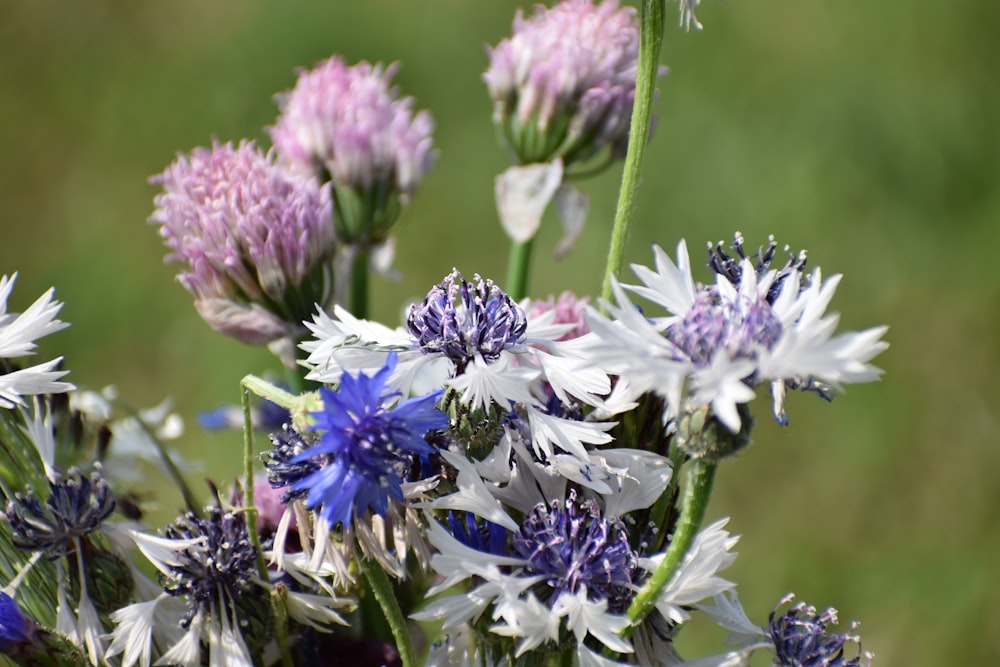 a bunch of purple and white flowers in a field