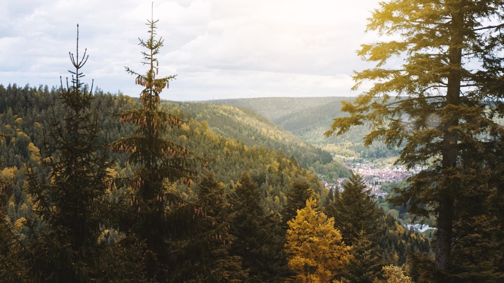 a forest filled with lots of trees under a cloudy sky