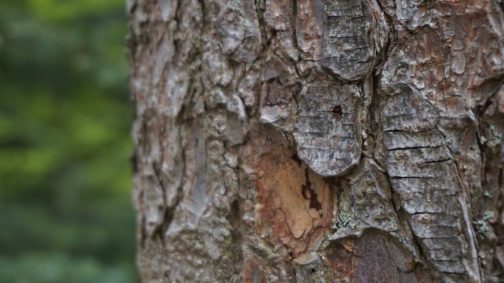 a close up of the bark of a tree