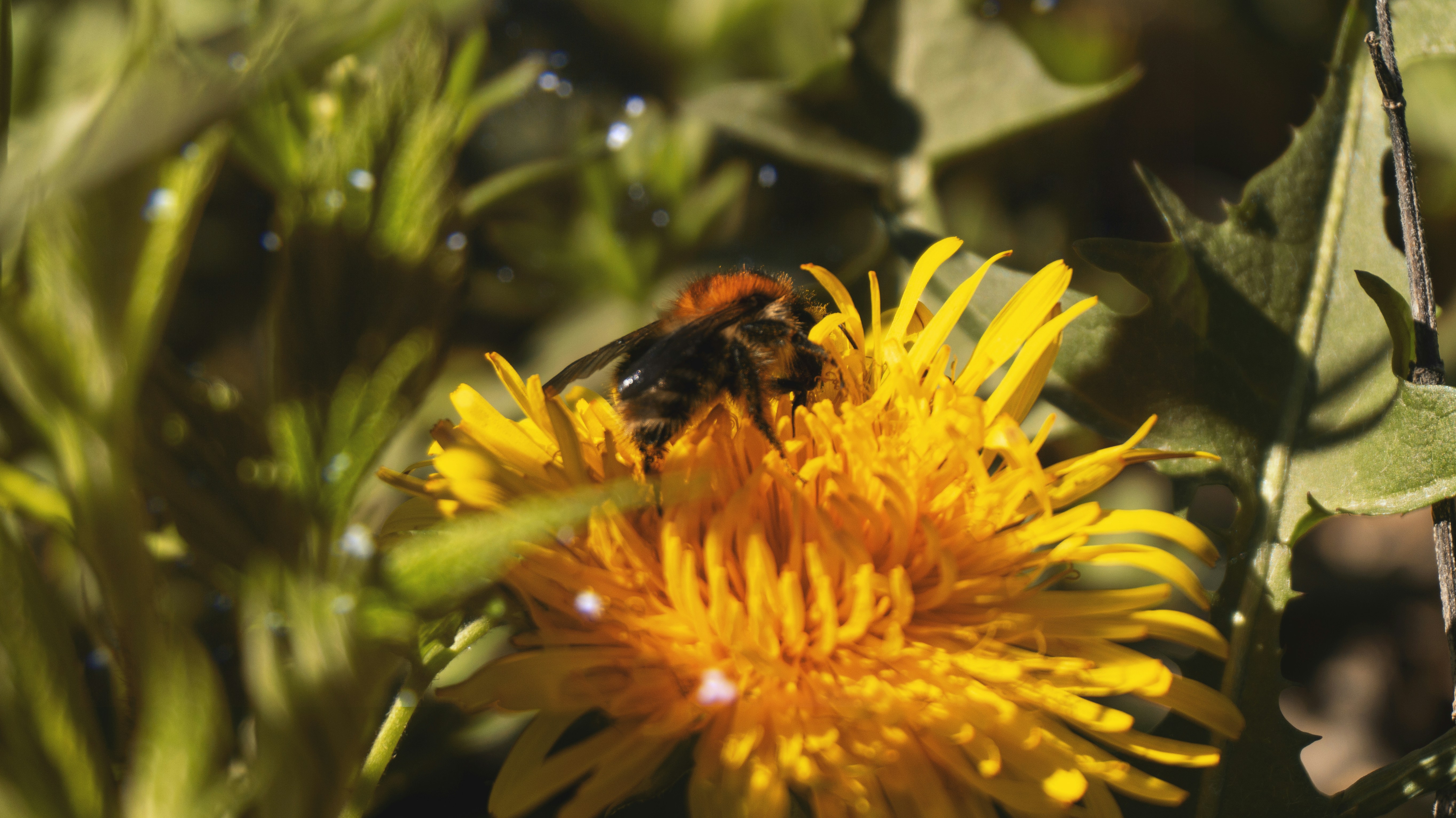 Une abeille est assise sur une fleur jaune