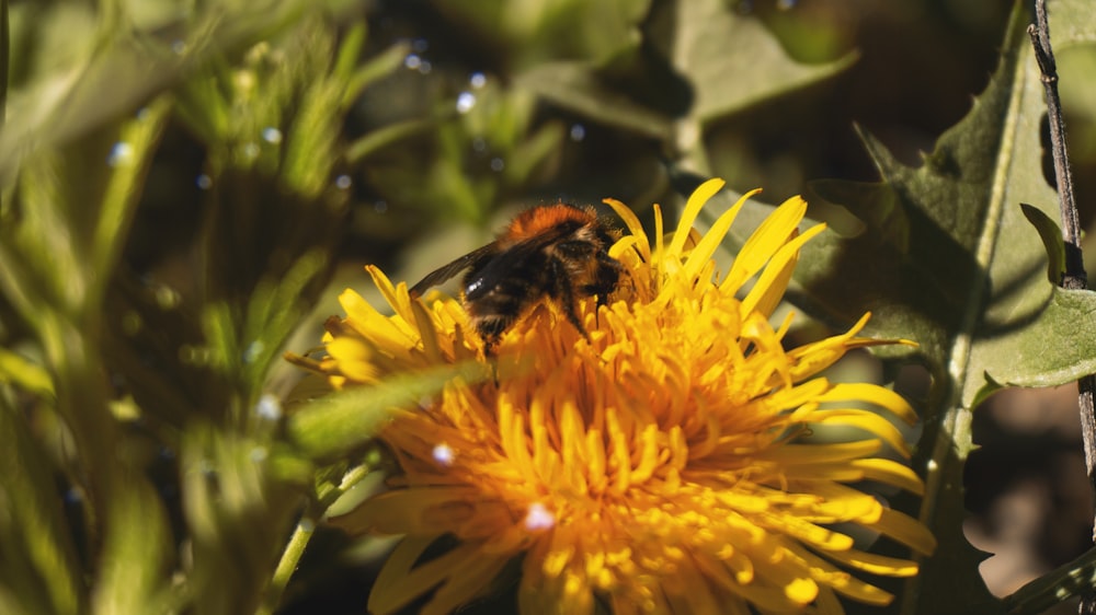 a bee is sitting on a yellow flower