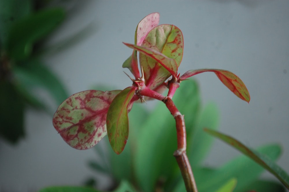 a close up of a plant with red and green leaves