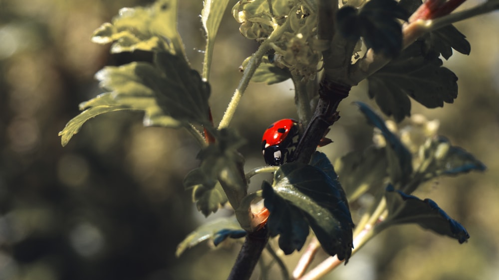 a red ladybug sitting on top of a leafy plant