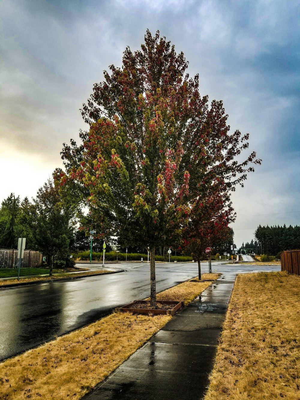 a tree on the side of a road in the rain