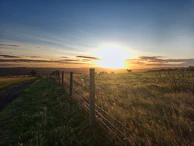 Sunset over the dehesa landscape in Extremadura, with grazing Iberian pigs under oak trees.