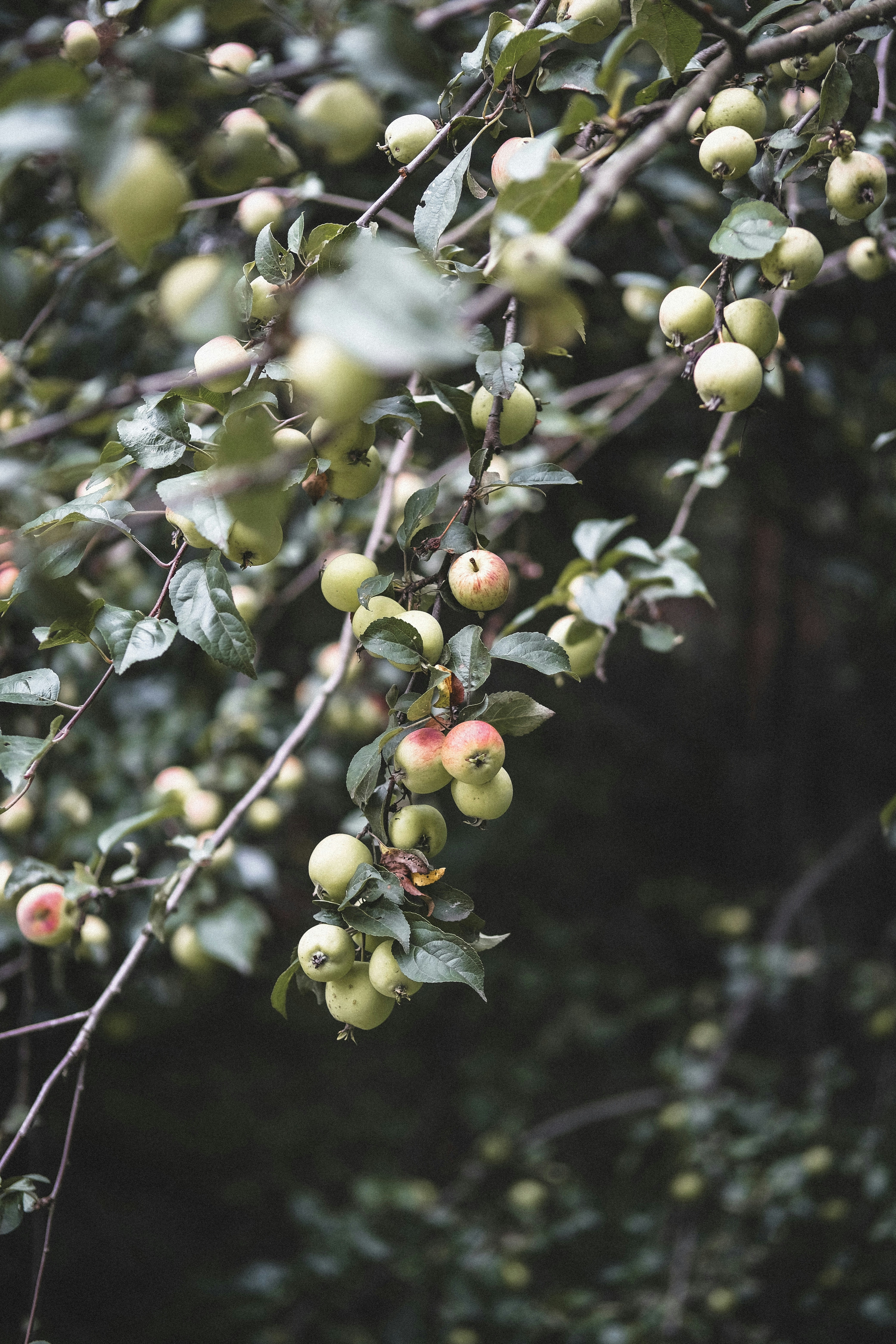 Photo by rolig_basseng