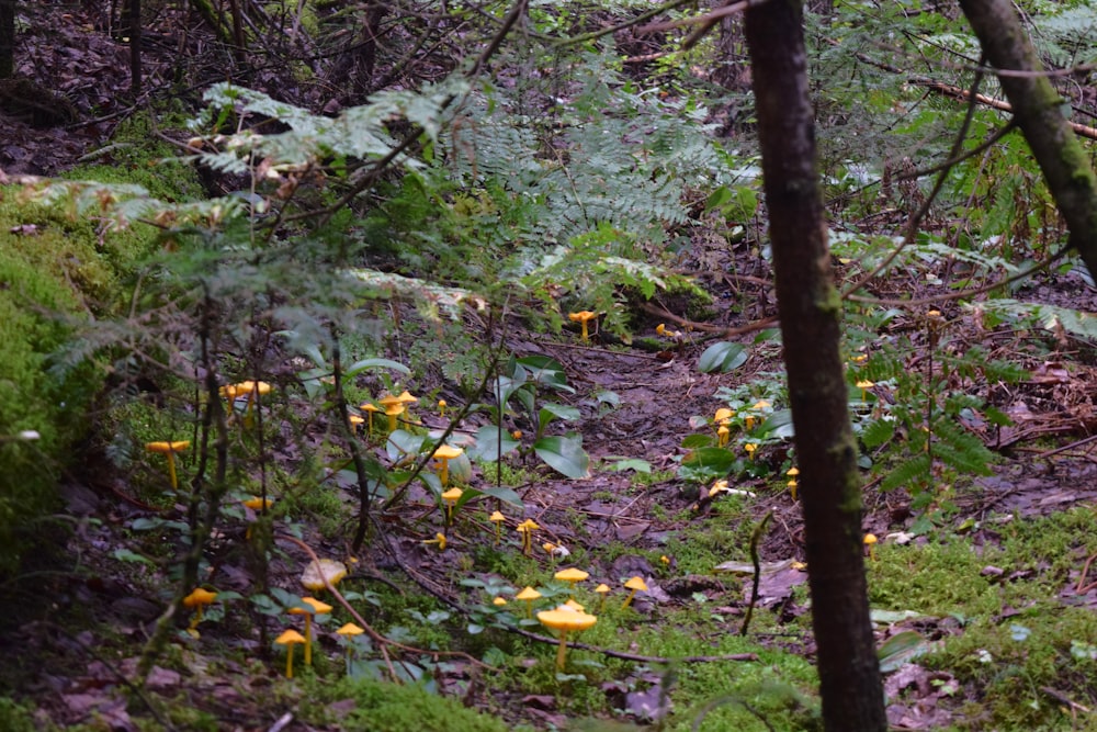 a forest filled with lots of green plants and trees