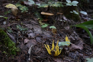 A forest floor with various plant life, featuring yellow coral-like fungi in the foreground. Fallen leaves, branches, and moss create a textured and earthy environment under soft natural lighting. Ferns and small green plants add layers of greenery.