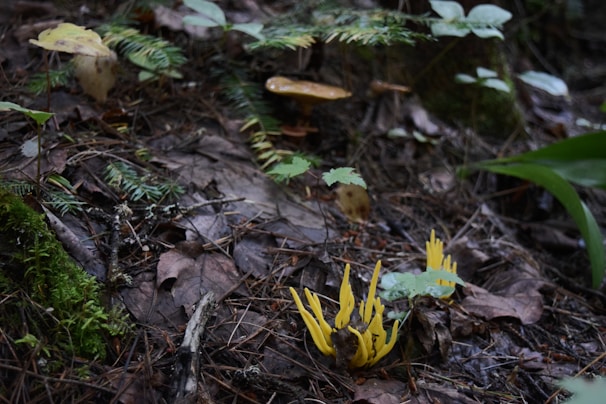 A forest floor with various plant life, featuring yellow coral-like fungi in the foreground. Fallen leaves, branches, and moss create a textured and earthy environment under soft natural lighting. Ferns and small green plants add layers of greenery.