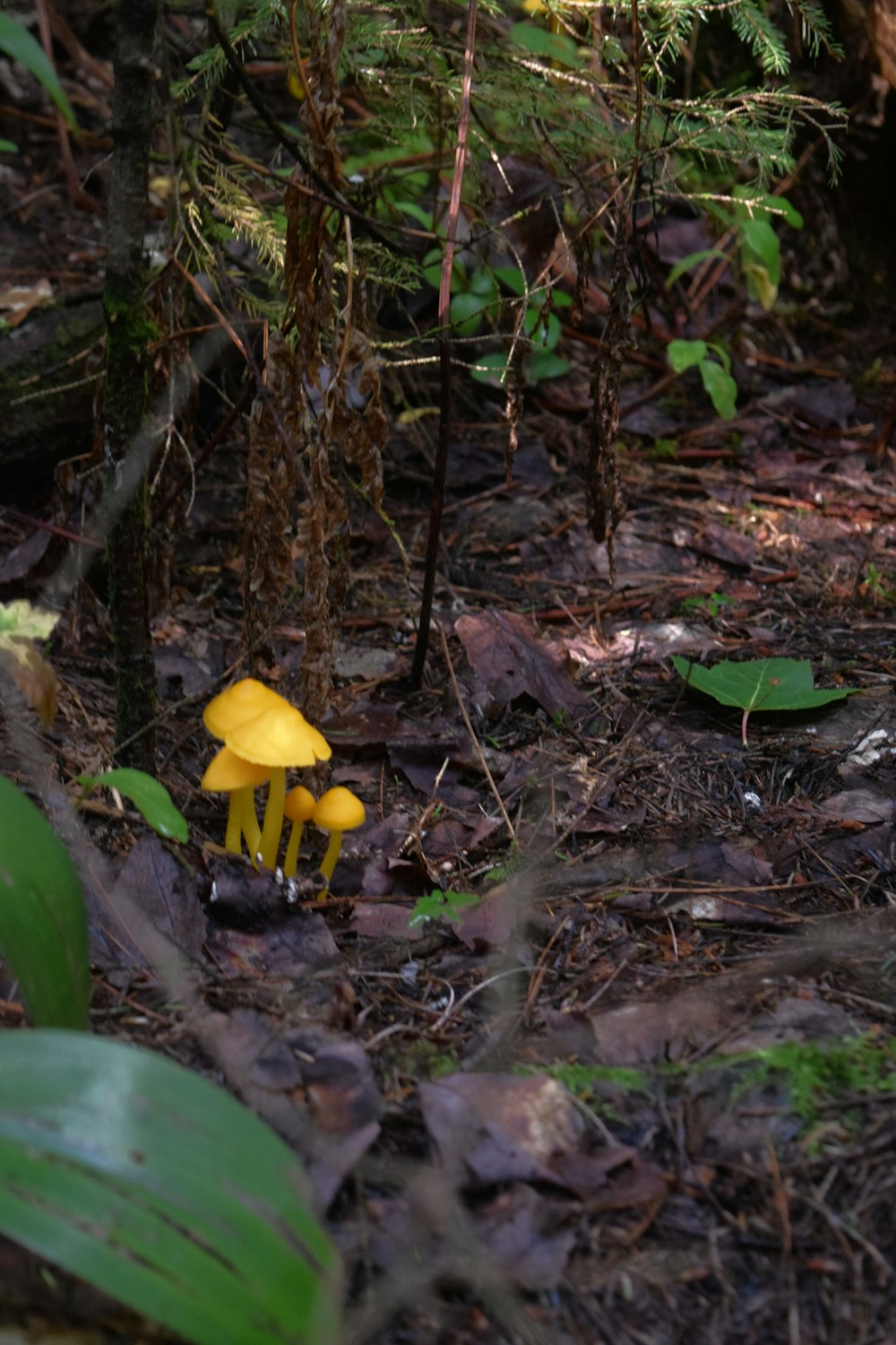 a group of yellow mushrooms in the woods