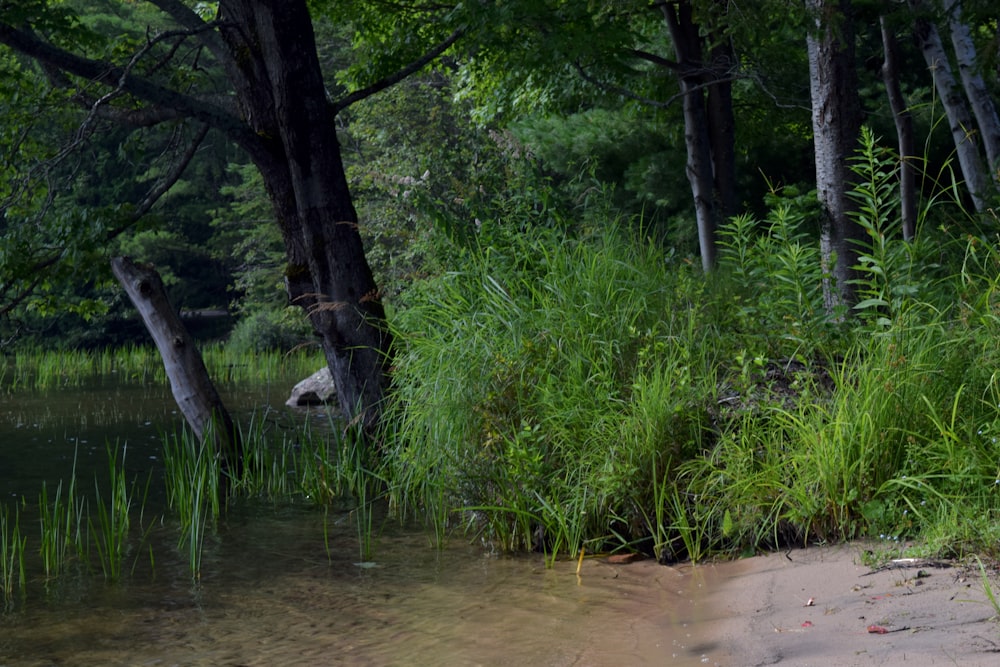 a body of water surrounded by trees and grass