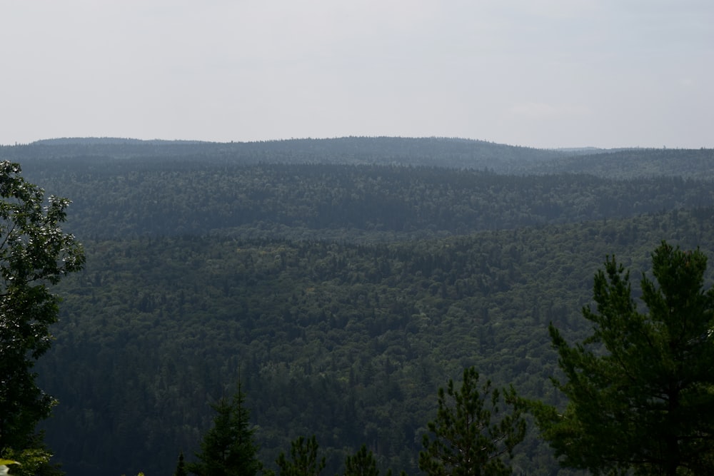 a view of a forest from a distance