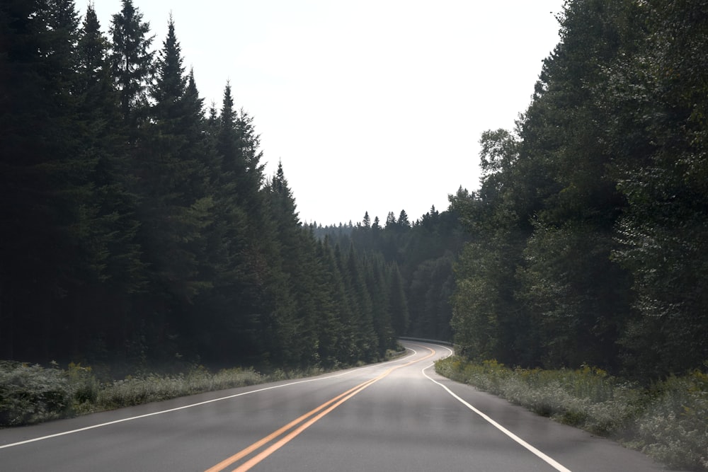 an empty road surrounded by trees and bushes