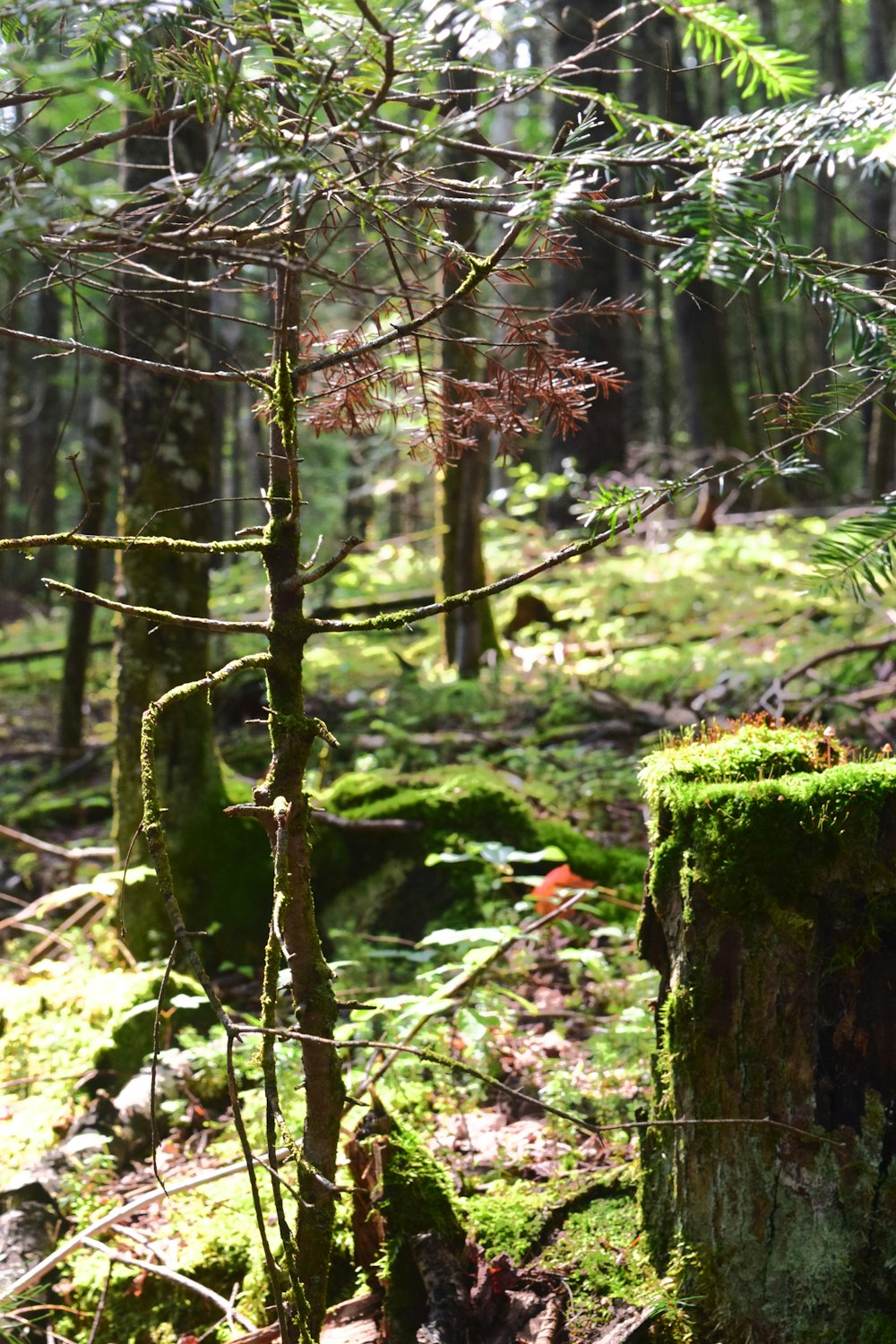 a mossy tree stump in the middle of a forest