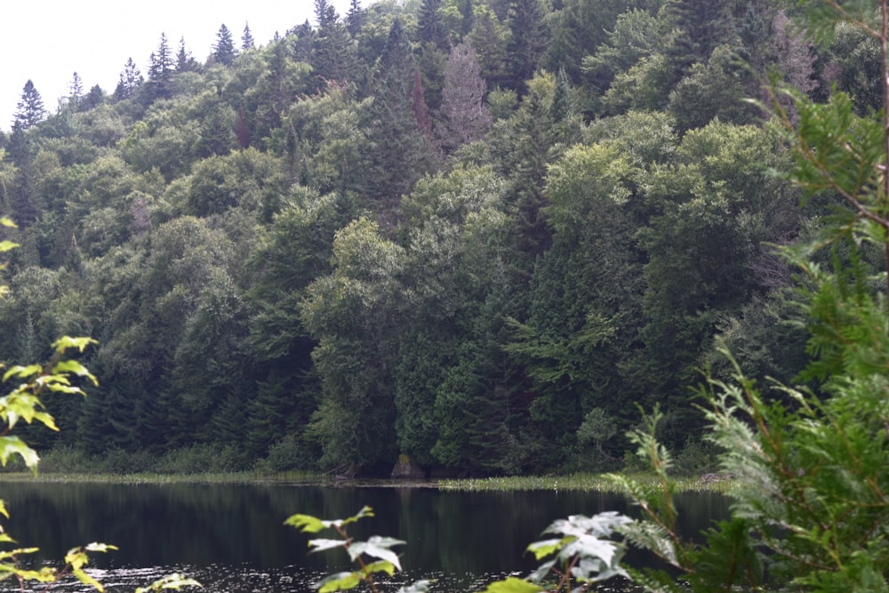 ein Gewässer, umgeben von einem Wald