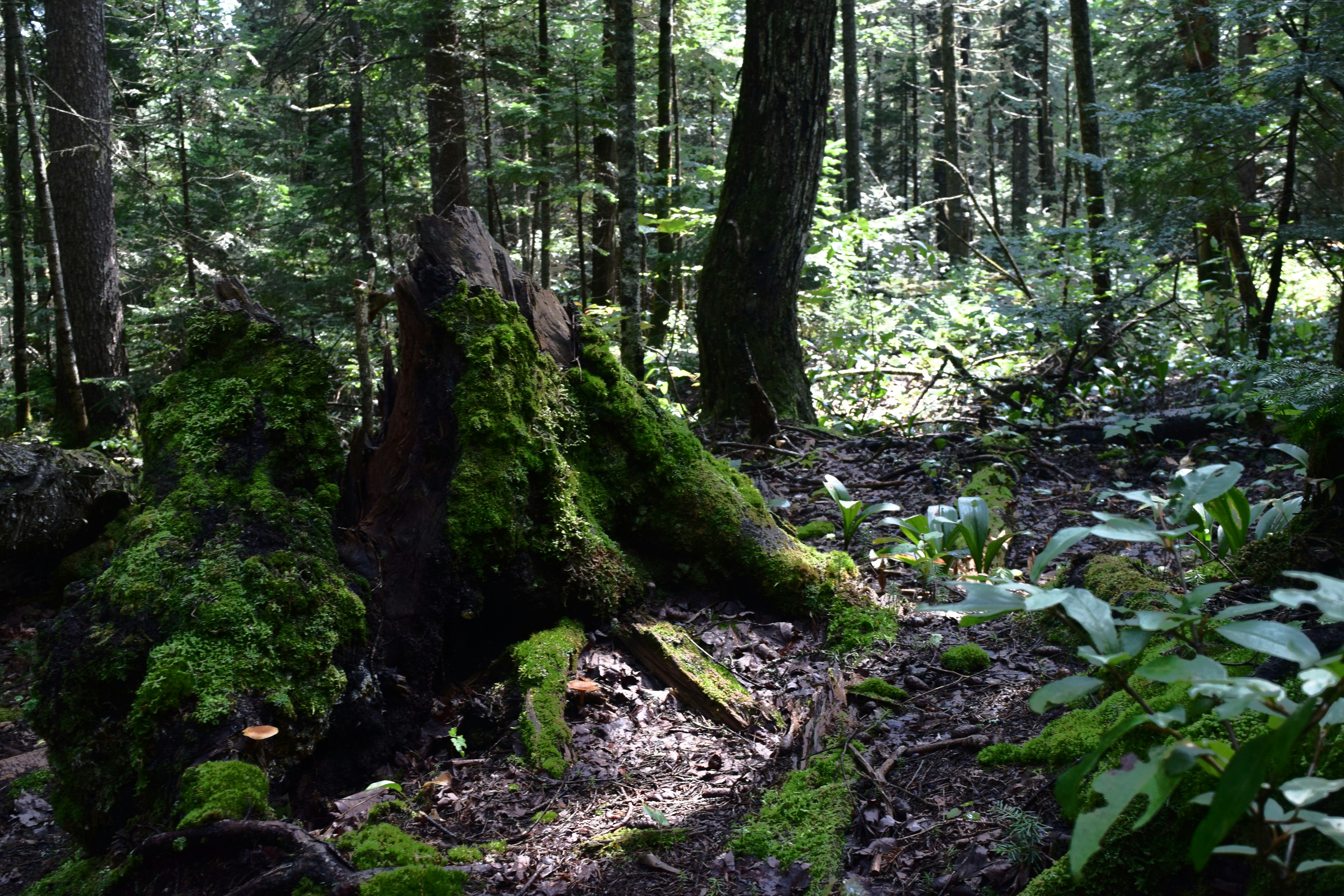 Photo by quillofspirit