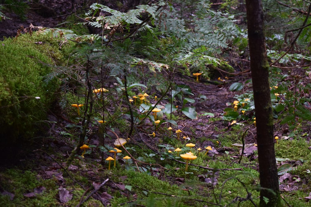 a forest filled with lots of yellow flowers