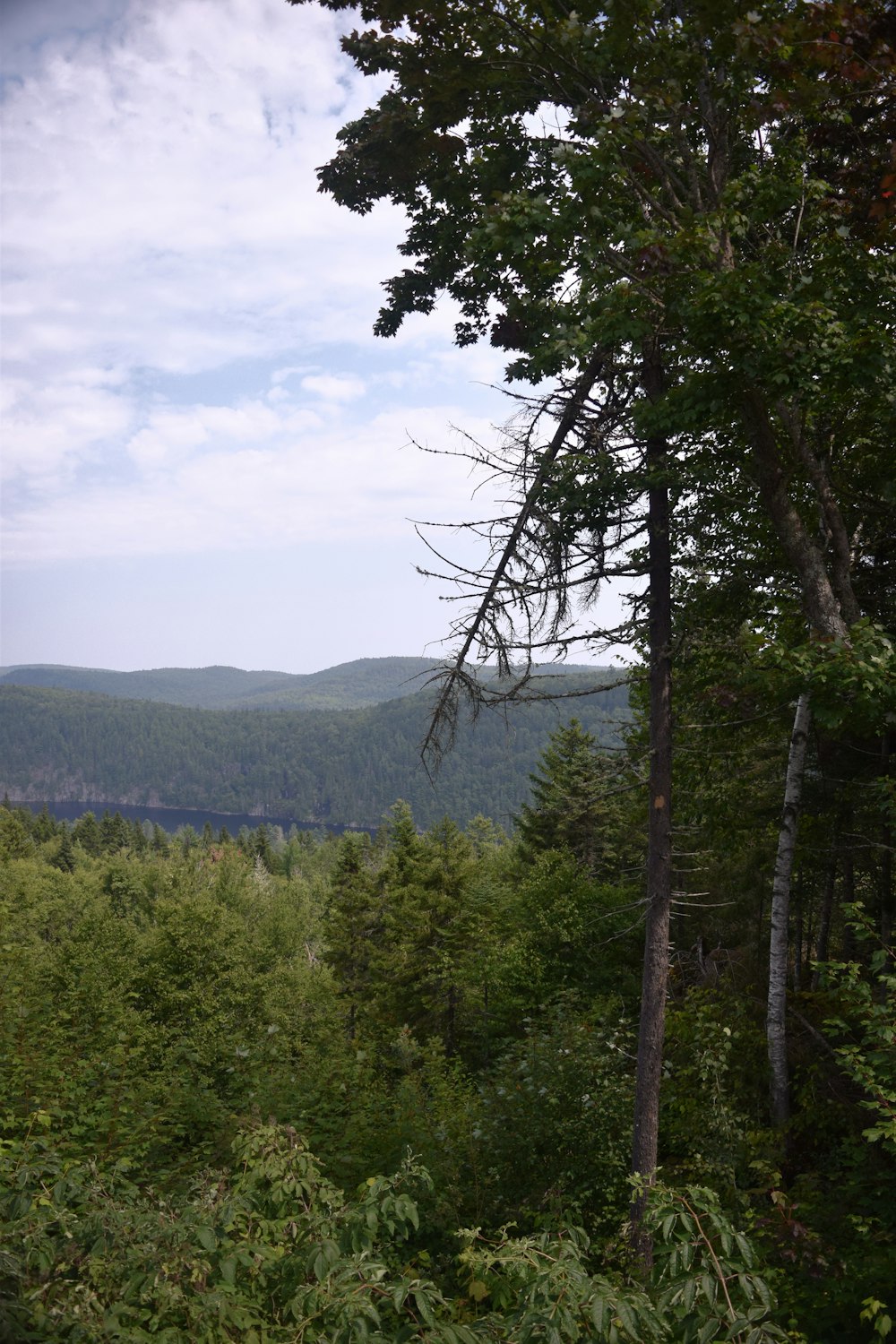 a view of a forest with a mountain in the background