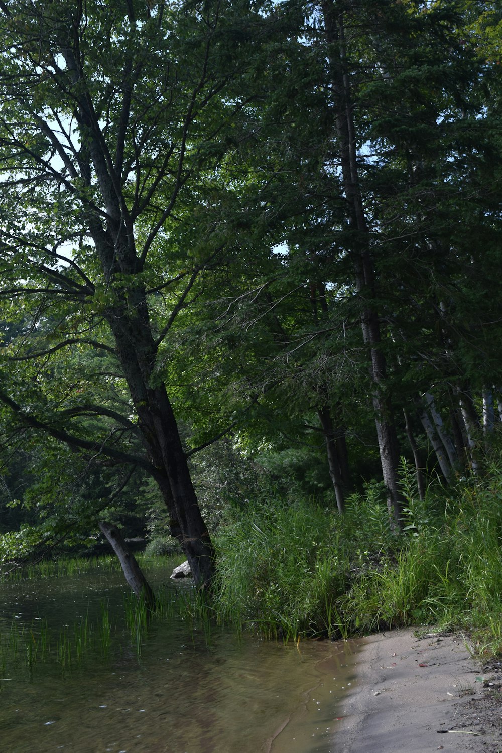 a body of water surrounded by trees and grass