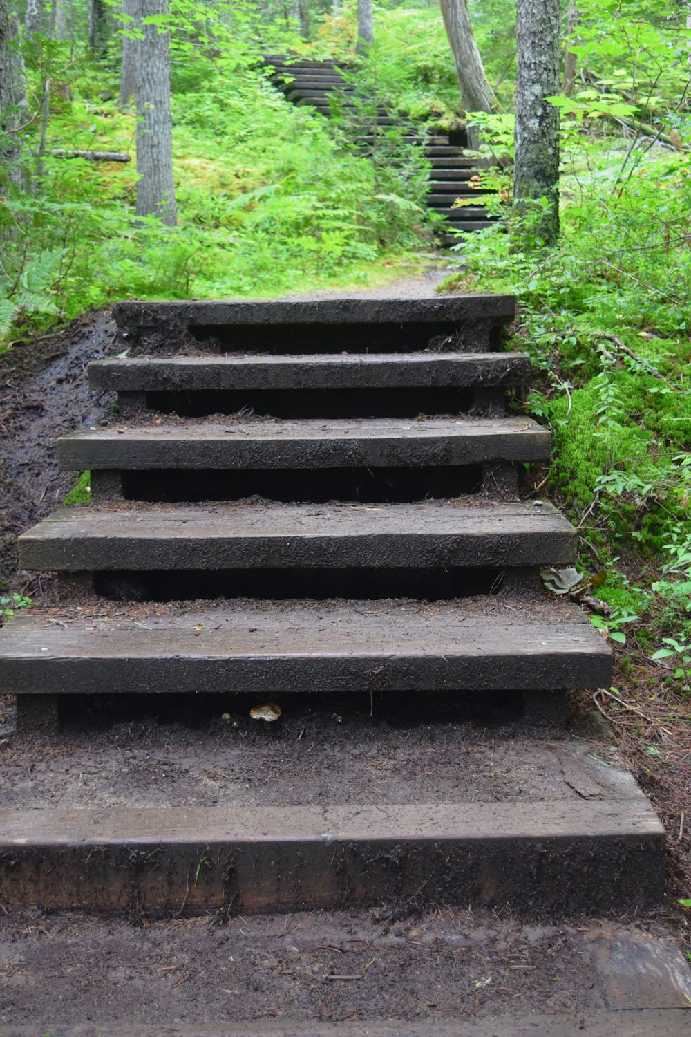 una serie di gradini di pietra nel bosco