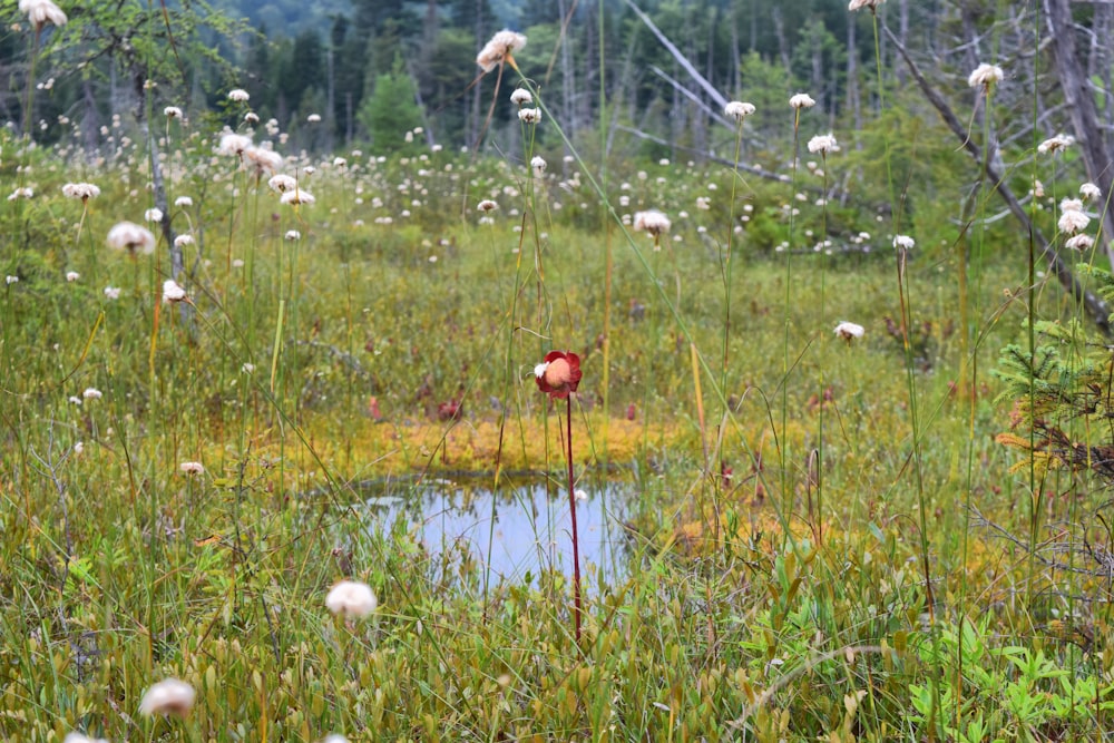 a small pond surrounded by tall grass and flowers