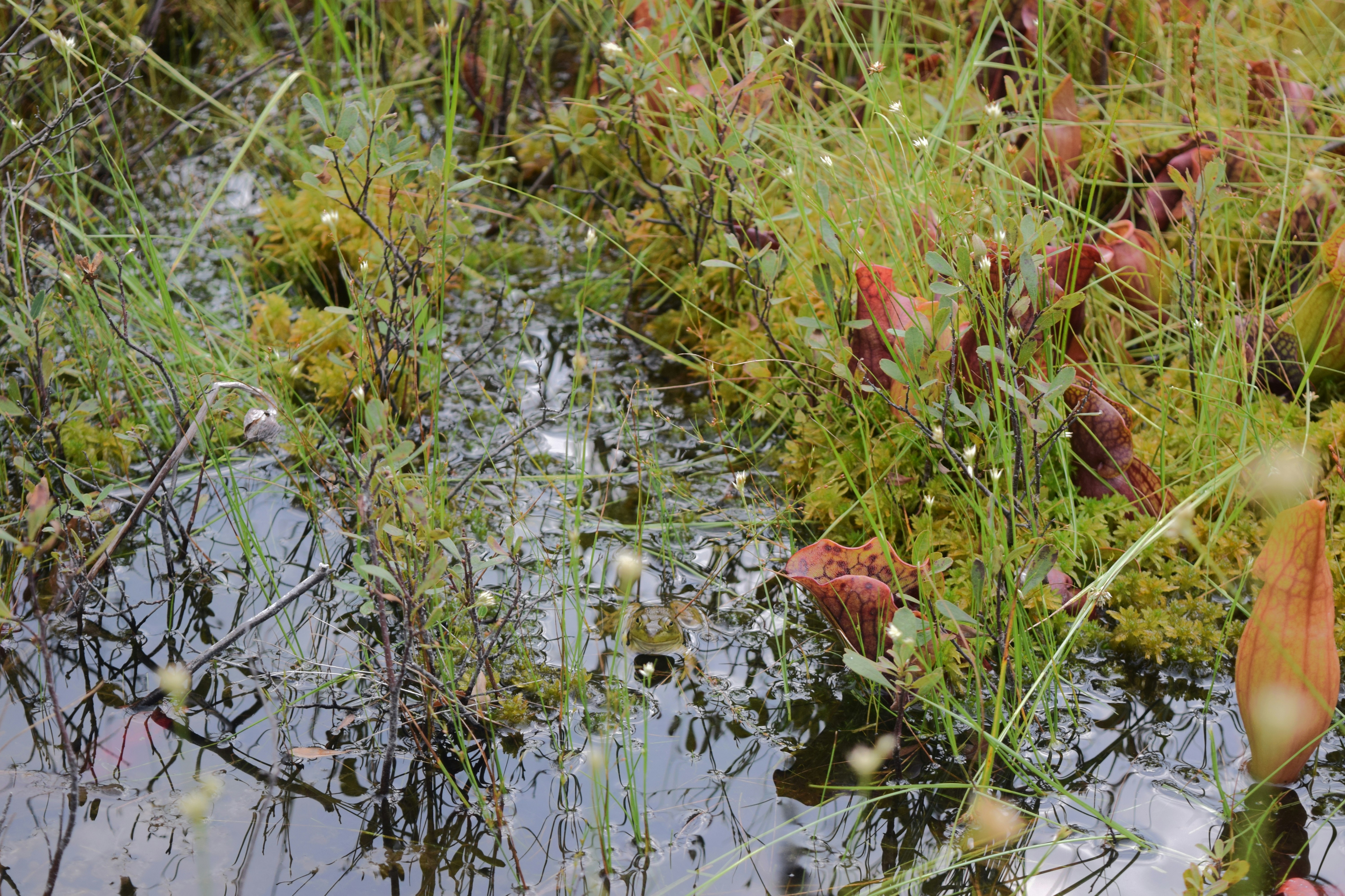 Photo by quillofspirit