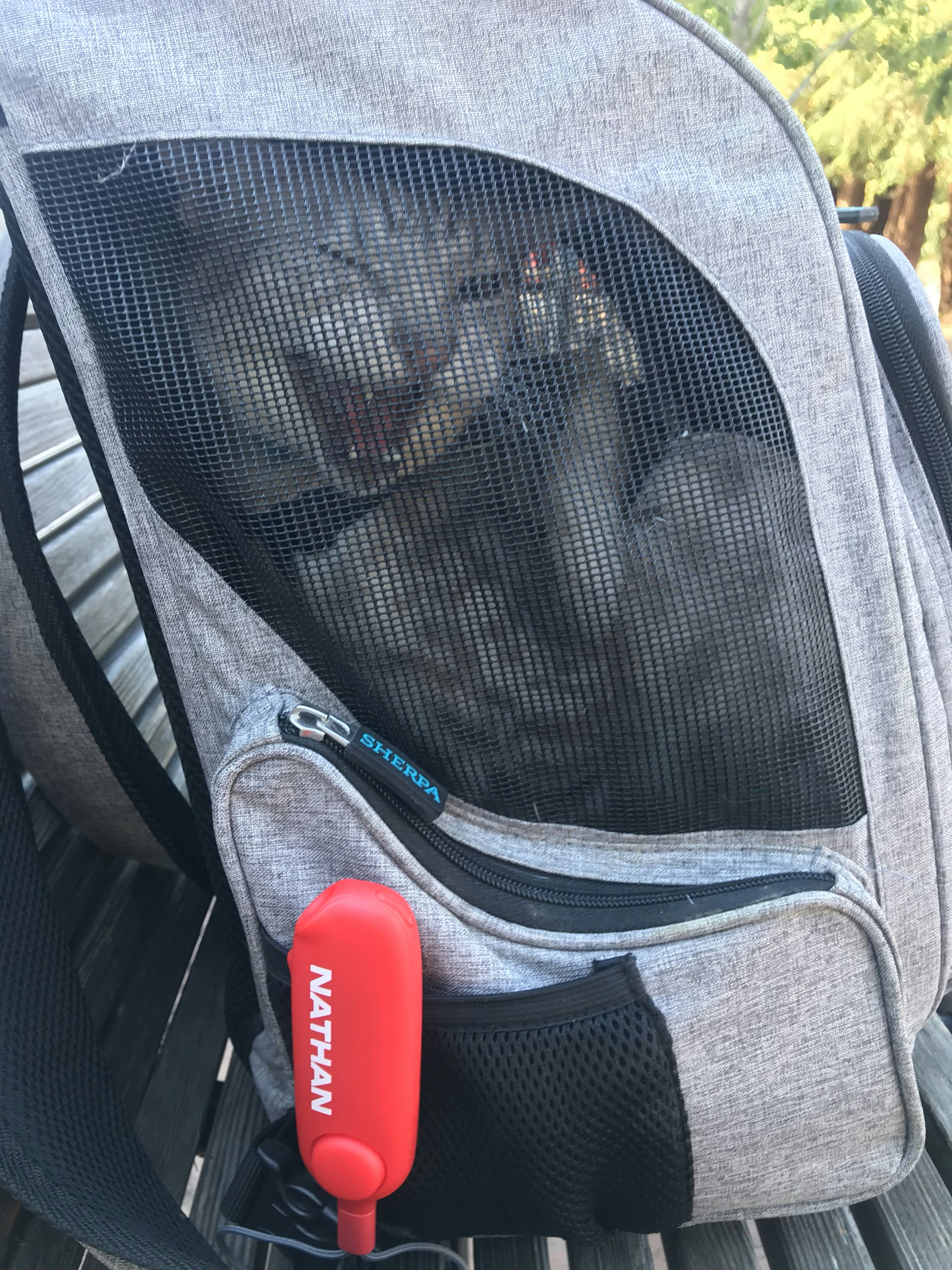 16. Ocicat: Spotted Swimmers With a Wild Side (image credits: unsplash)