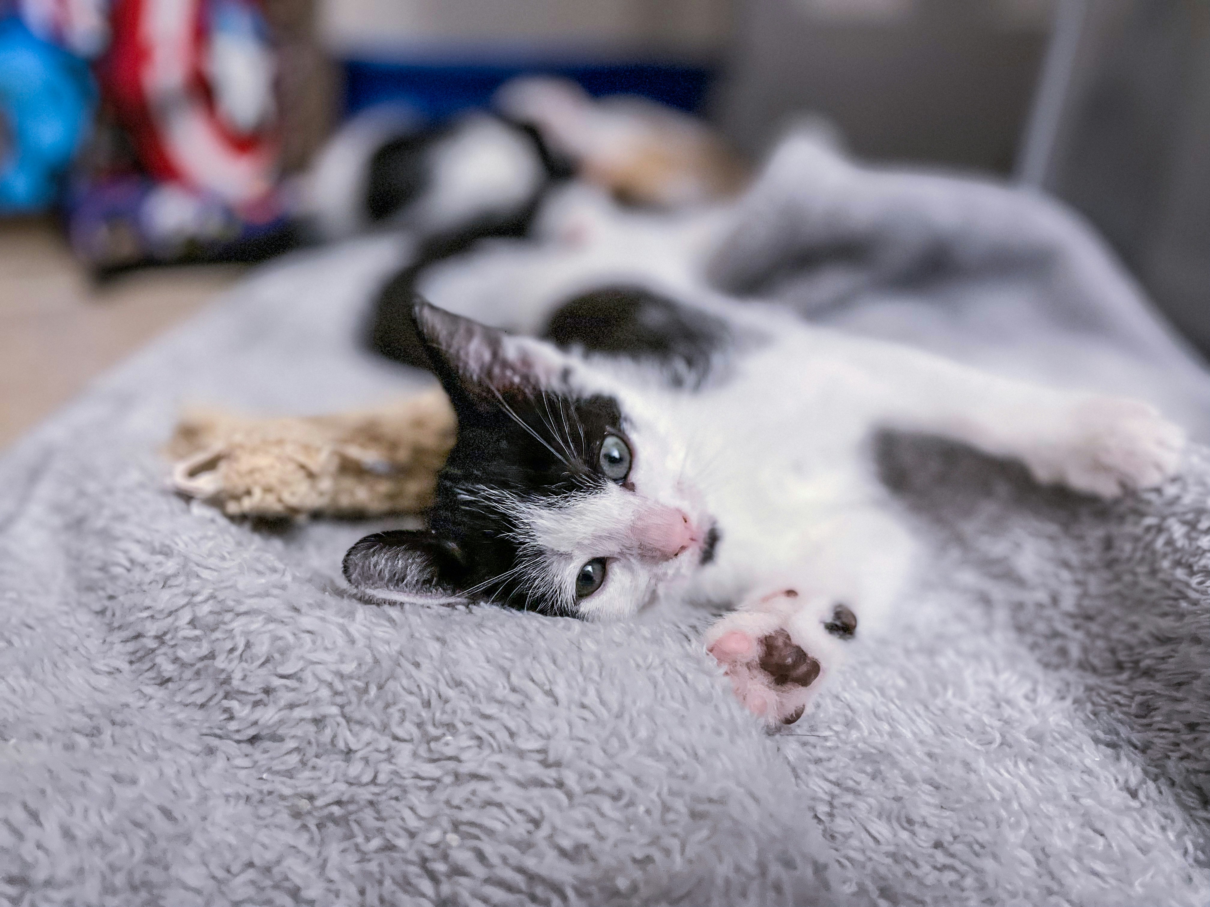 A black and white kitten lays on its bed and looks at the camera