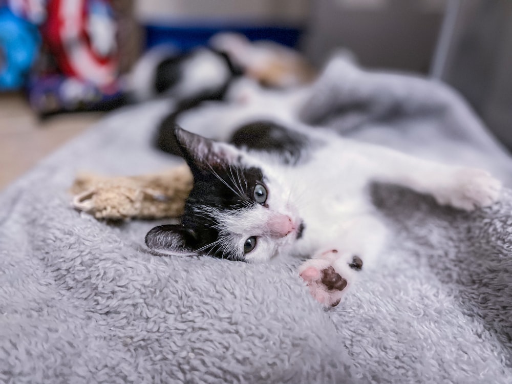 a black and white cat laying on top of a blanket