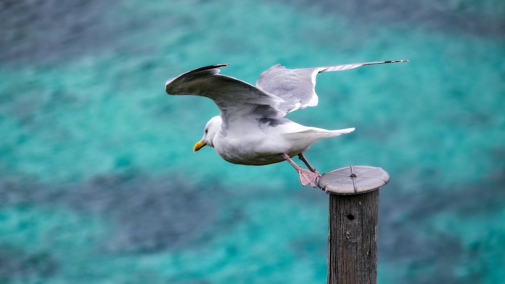 a seagull landing on top of a wooden post