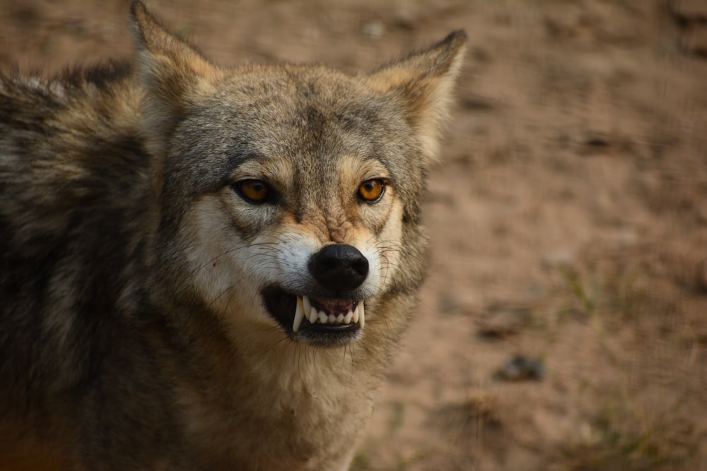 a close up of a wolf with its mouth open
