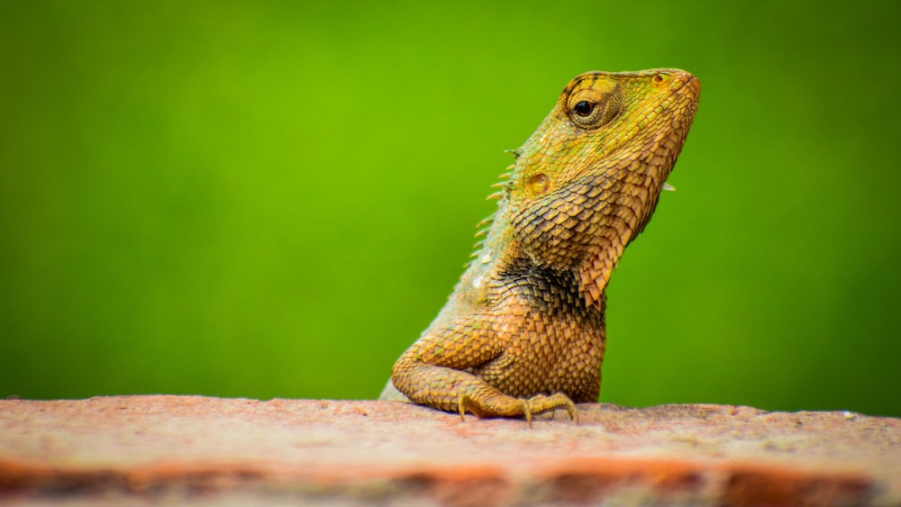 a close up of a lizard on a rock