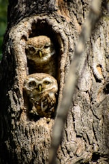 Two tiny owls perched on a leafy branch in the corner of a cozy website layout.