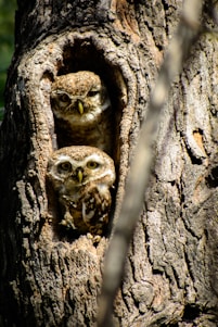 Two tiny owls perched quietly in the corner of a cozy condominium entrance.