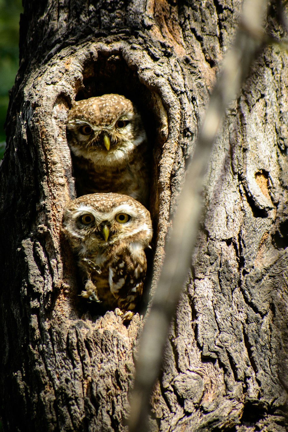 two owls are peeking out of a hollow in a tree