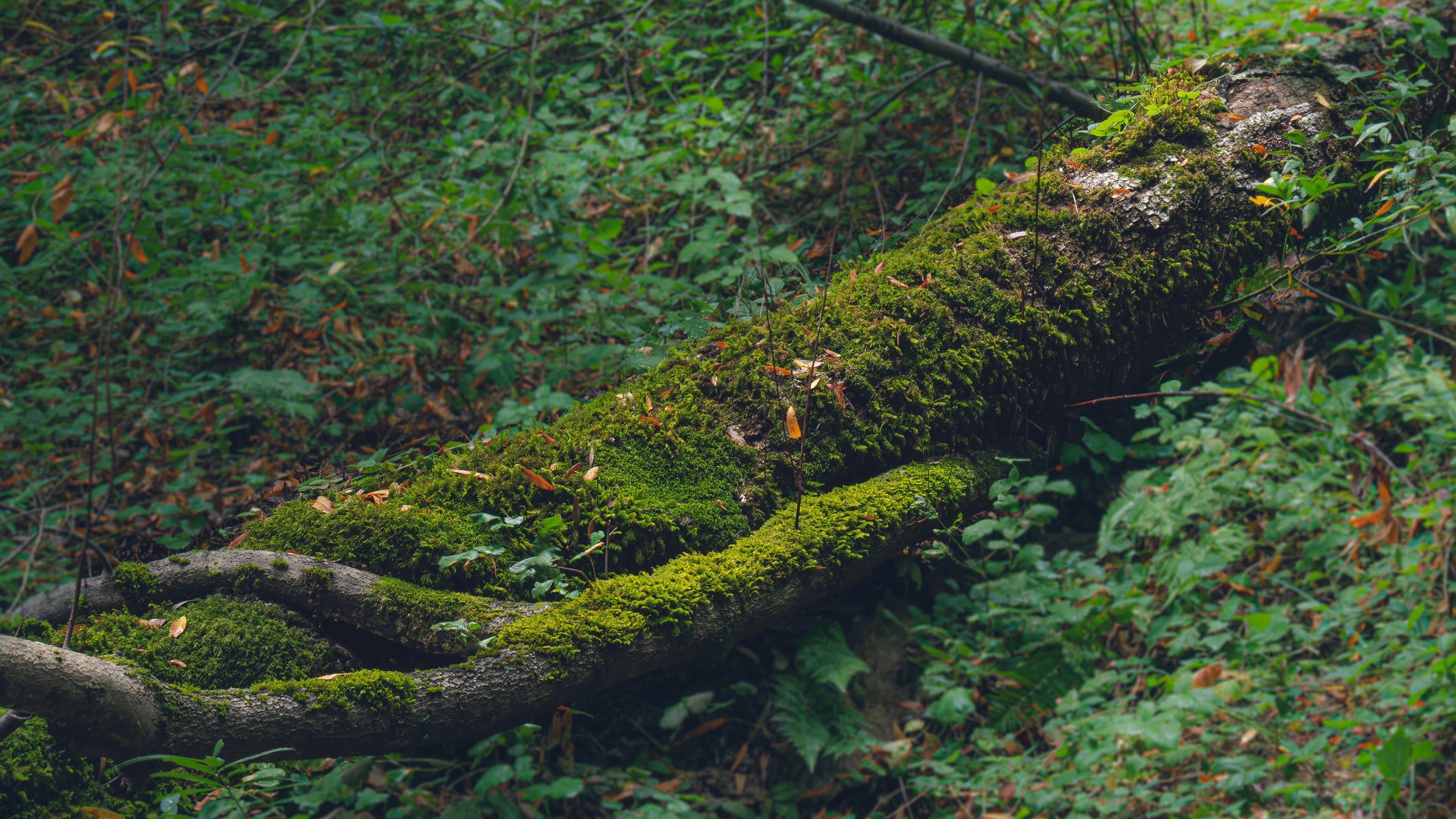 a moss covered log in the middle of a forest